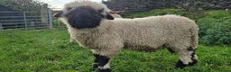 Sheep livestock for sale: Valais Blacknose Ram Lamb - Advert 2