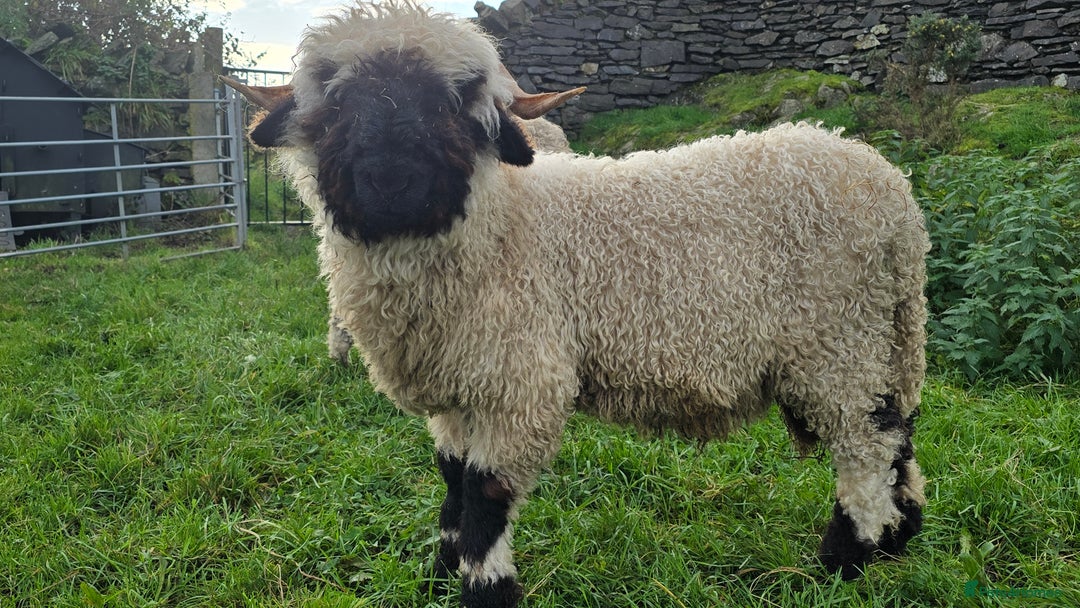 Sheep livestock for sale: Valais Blacknose Ram Lamb - Advert 2