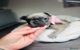 French Bulldog dogs for sale: Lilac French Buldog - Image 11