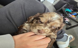 Cocker Spaniel dogs for sale: Cocker spaniels for sale  - Image 6