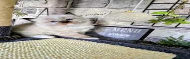 Ragdoll Kitten 4