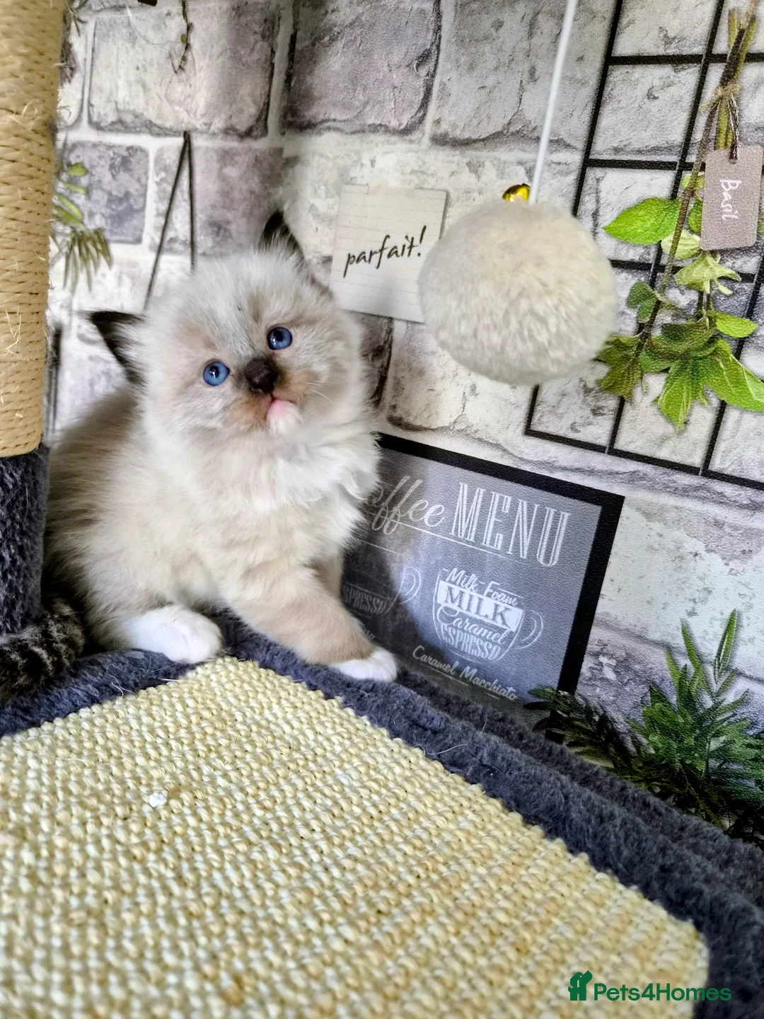 Ragdoll cats for sale: Ragdoll kittens - Advert 2