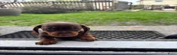 Miniature Dachshund dogs for sale: Beautiful chocolate and tan  - Advert 2