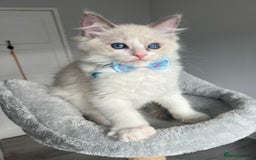 Ragdoll cats for sale: Registered Ragdoll kittens for sale - Image 27