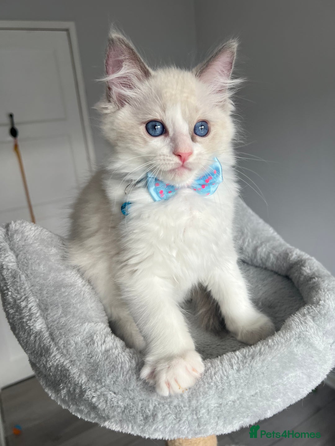 Ragdoll cats for sale: Registered Ragdoll kittens for sale - Image 27