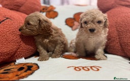 Cavapoo dogs for sale: Beautiful Cavapoo puppies  - Image 13