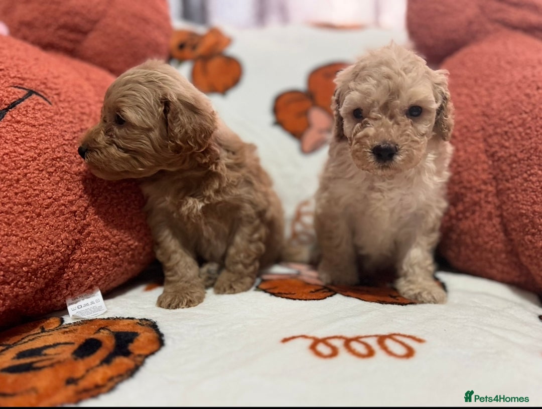 Cavapoo dogs for sale: Beautiful Cavapoo puppies  - Image 13