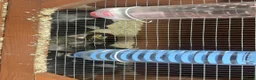 Netherland Dwarf rabbits for sale: Pure Bred Netherland Dwarf Rabbits  - Advert 18