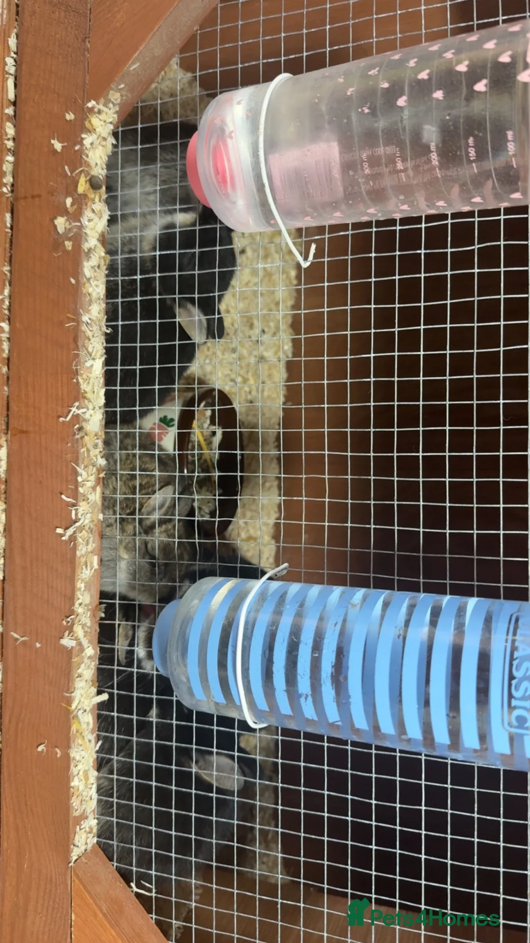 Netherland Dwarf rabbits for sale: Pure Bred Netherland Dwarf Rabbits  - Advert 18