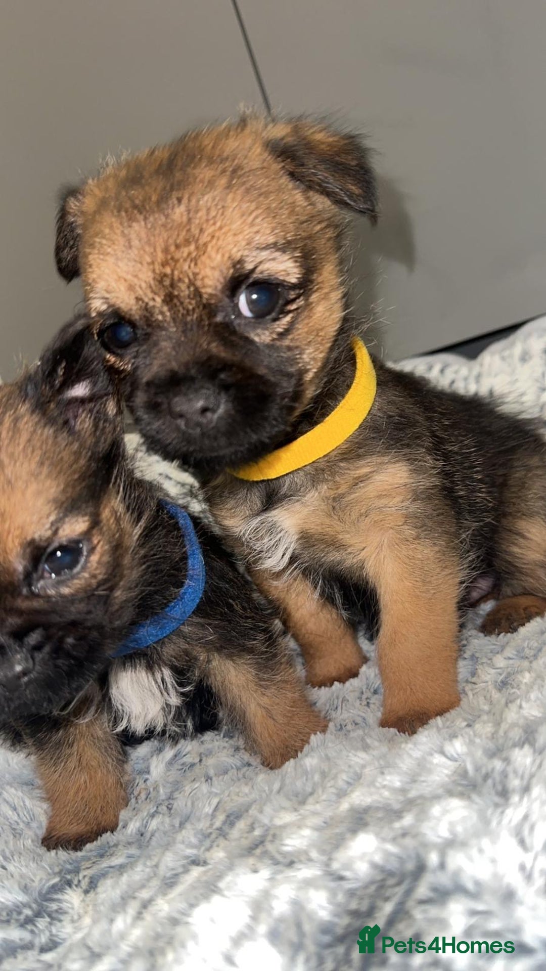 Border Terrier dogs for sale: Kc registered Border  terrier puppies - Advert 3