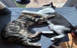 Domestic Shorthair cats for sale: 2 female Kittens - Image 9
