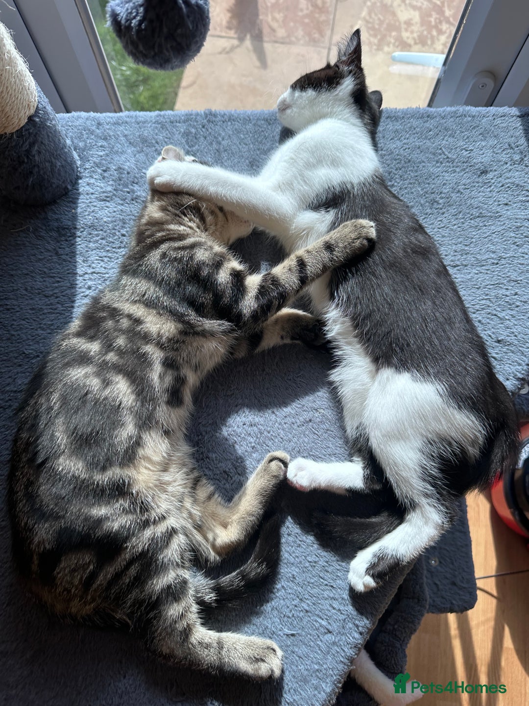 Domestic Shorthair cats for sale: 2 female Kittens - Image 9