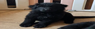 German Shepherd 5