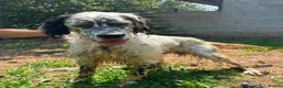 English Setter dogs for adoption: Sam   in Blaydon-on-Tyne - Advert 6