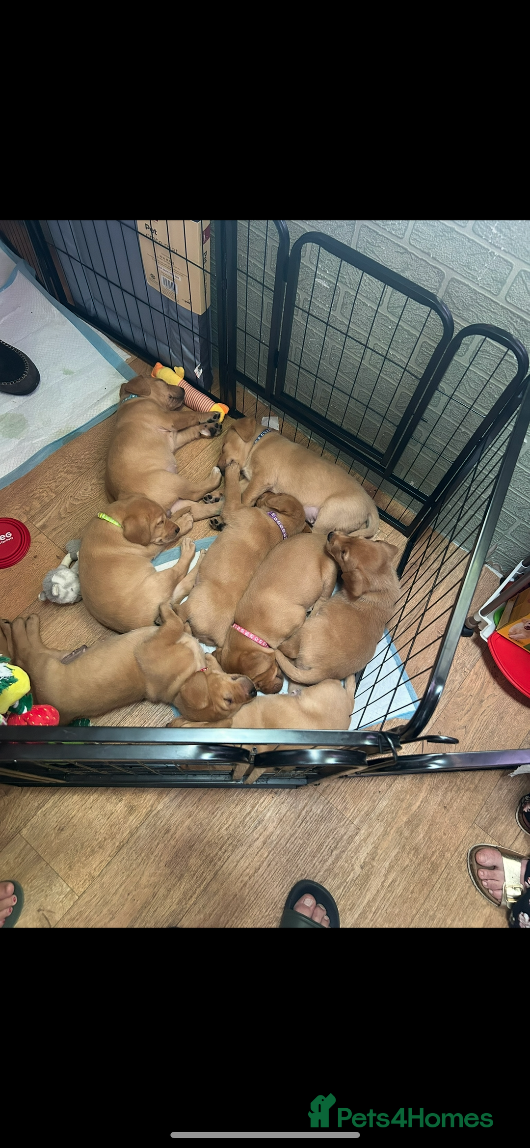 Labrador Retriever dogs for sale: 2 Labrador puppies for sale  - Image 6