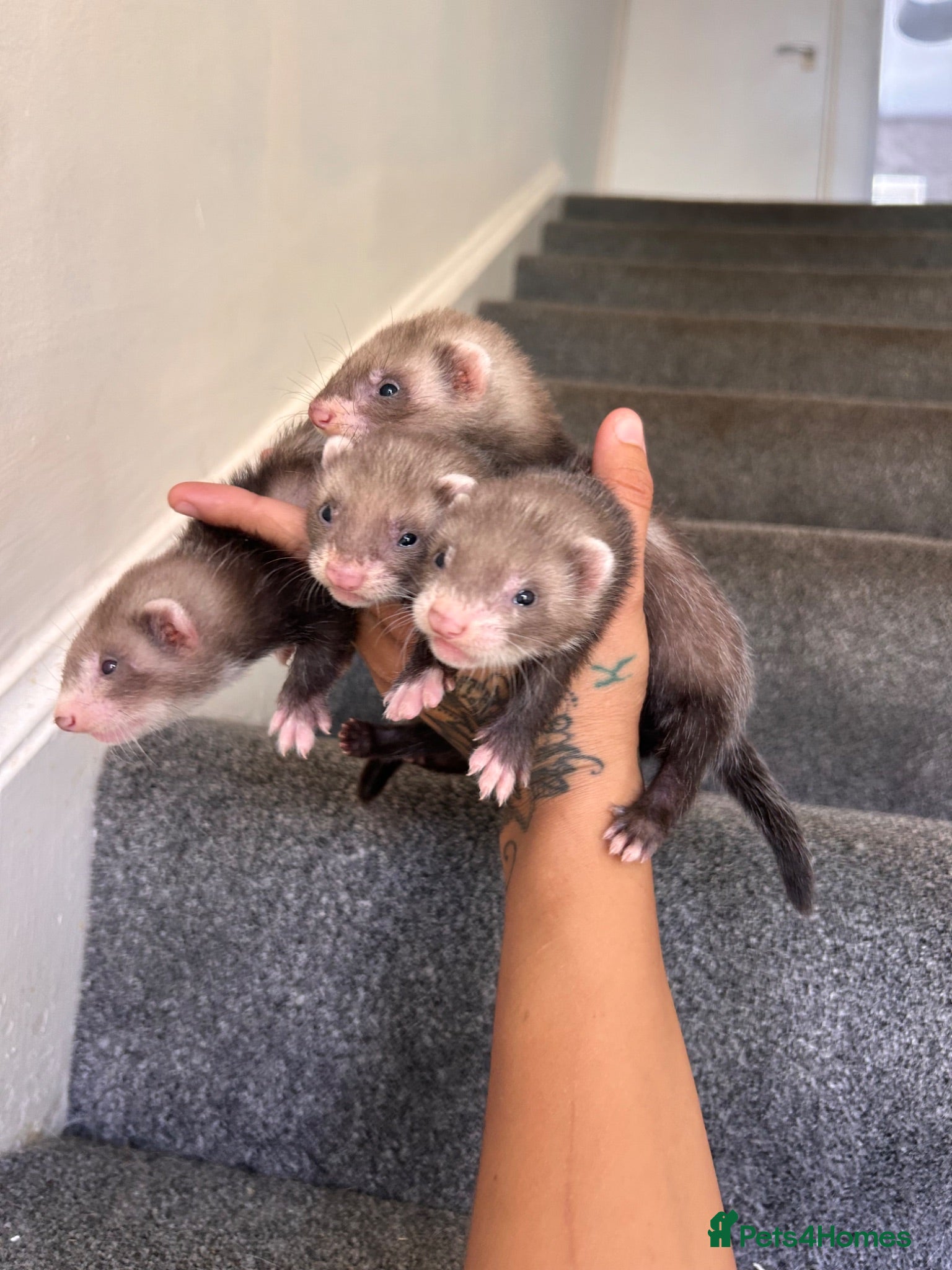Ferret rodents 3 sable semi hobs LEFT - Advert 15