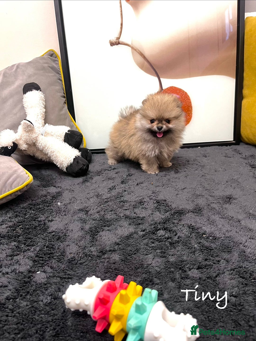 Pomeranian dogs for sale: 🔥🔝 Quality 🏆Championship 🧸Teddy Bears - Advert 2