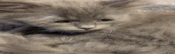 Siberian cats for sale: Siberian kitten  - Advert 5