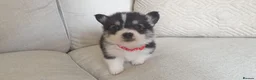 Welsh Corgi Pembroke dogs for sale: 8 Beautiful Kc Welsh Corgi puppies ready soon... - Advert 8