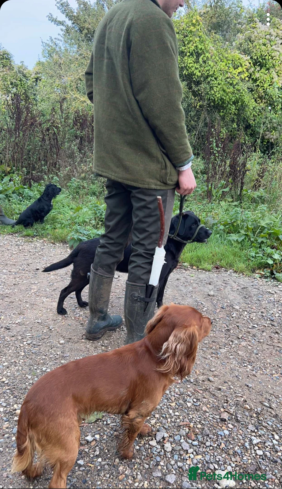 Cocker Spaniel dogs for stud: Fully health tested working Cocker Spaniel at Stud in Ipswich - Advert 4