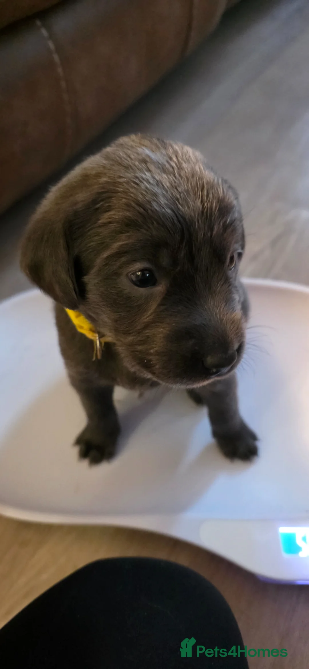 Labrador Retriever dogs for sale: Silver & Charcoal Labrador pups in Newcastle - Advert 16
