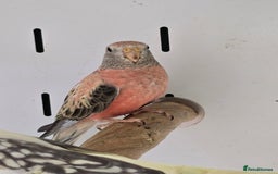 Canaries birds for sale: Beautiful Canaries, Goldfinches, Zebras, Bengies!! - Image 13