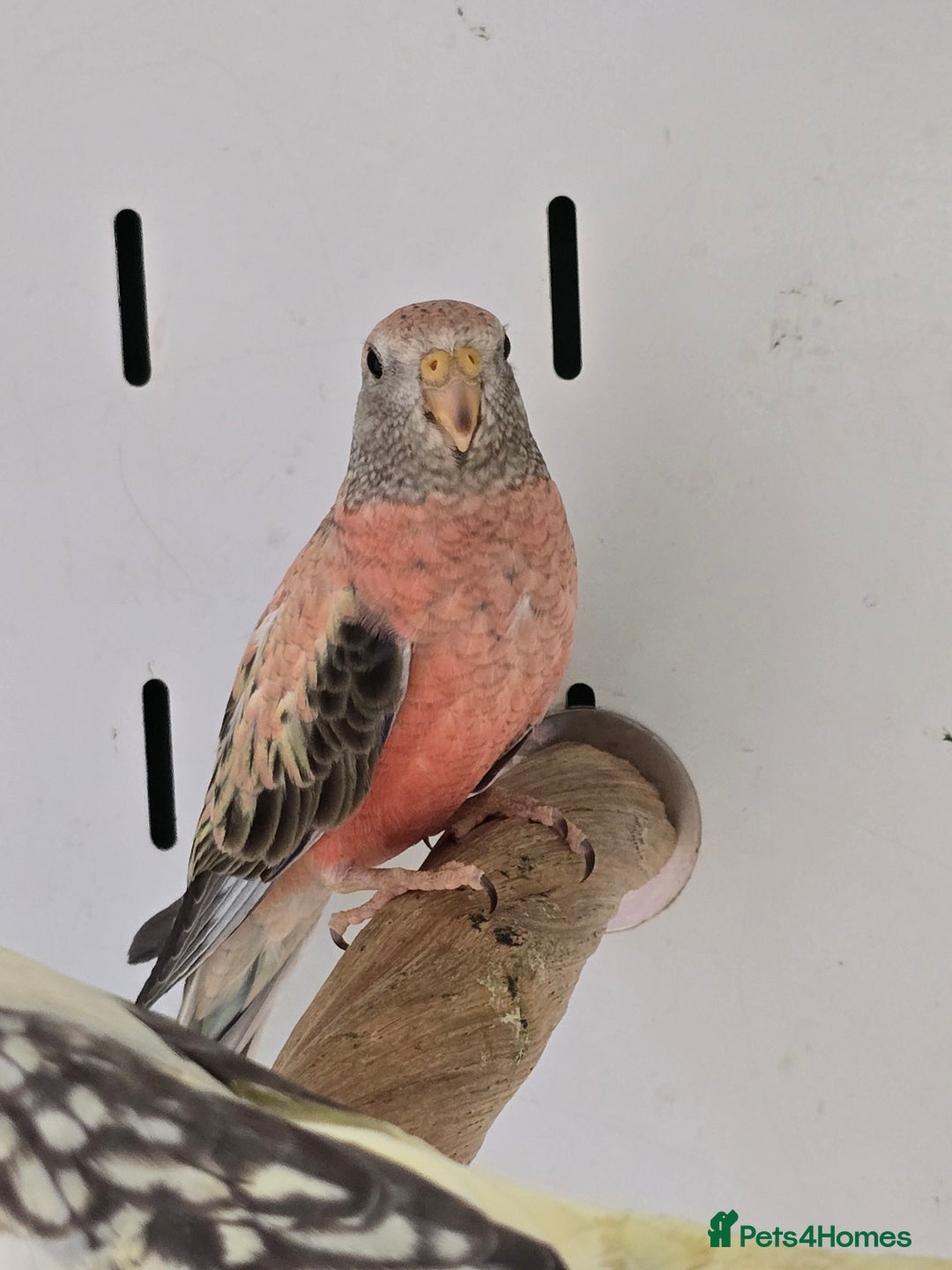 Canaries birds for sale: Beautiful Canaries, Goldfinches, Zebras, Bengies!! - Image 13