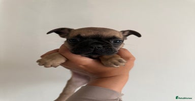 Frug dogs - Advert 13