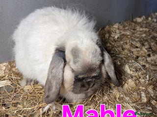 Mini Lop rabbits ♥️Very friendly mini lop girl available ♥️ - Advert 18