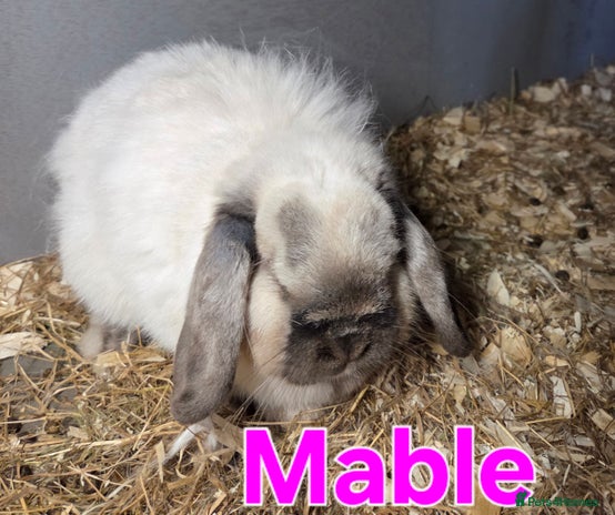 Mini Lop rabbits ♥️Very friendly mini lop girl available ♥️ - Advert 3
