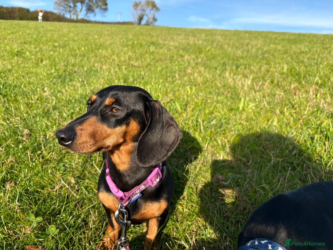 Miniature Dachshund dogs for sale: Mini Daschunds ready for there forever home NOW! in Kingsbridge - Advert 1