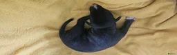 Whippet dogs for sale: KC HEALTH AND HEART TESTED WHIPPETS - Advert 30