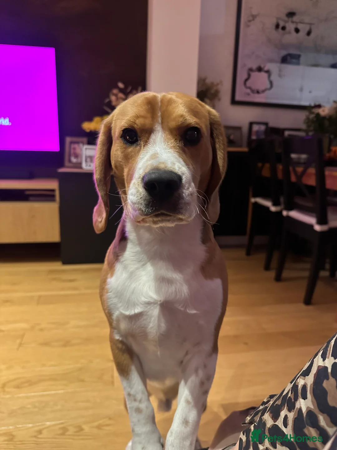 Beagle dogs for sale: 11 months old beagle  - Advert 2