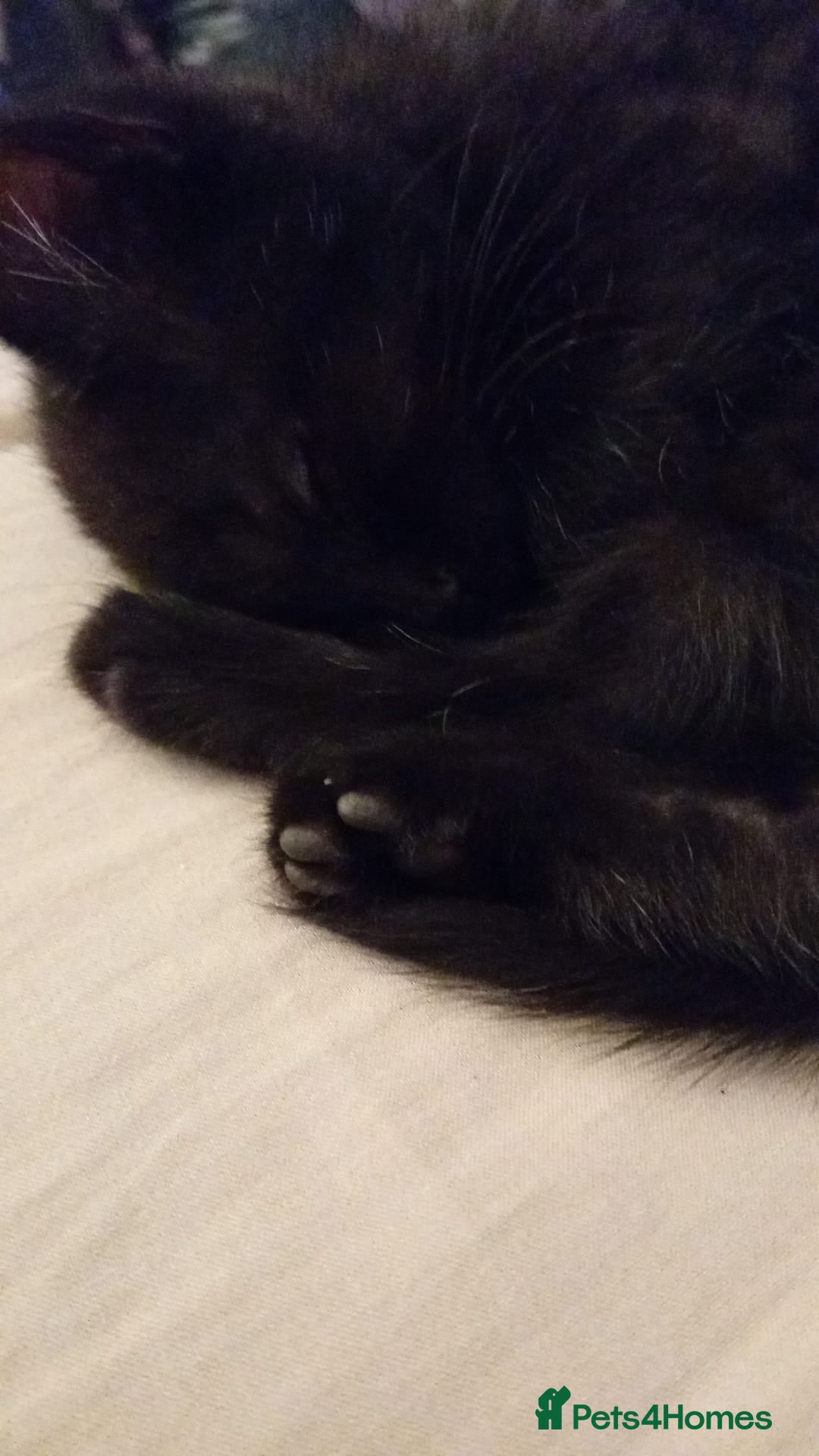 Mixed Breed cats for sale: Female kitten  - Image 1