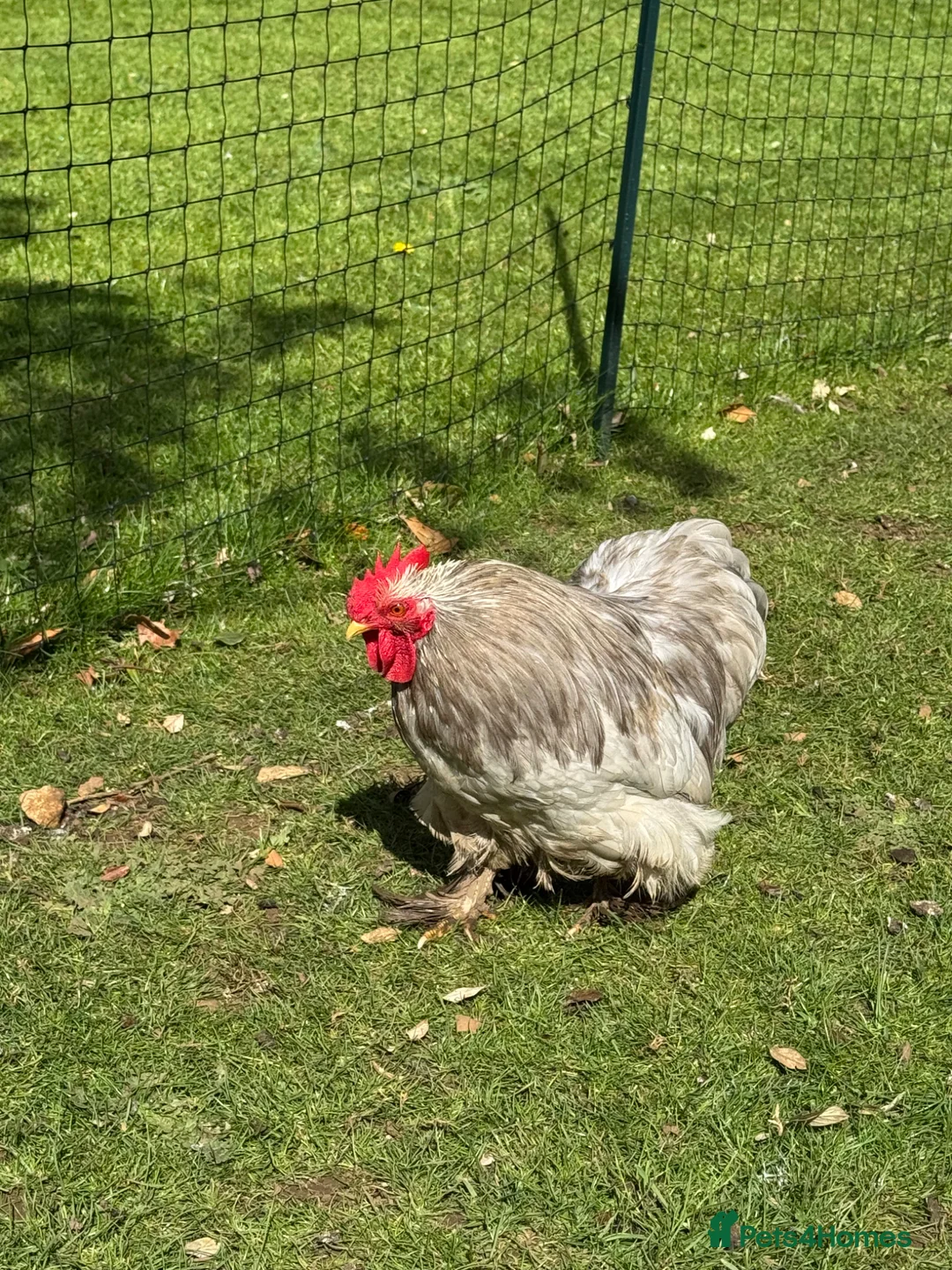 Chickens poultry for sale: Lavender Pekin bantam cockerel  in Gainsborough - Advert 2