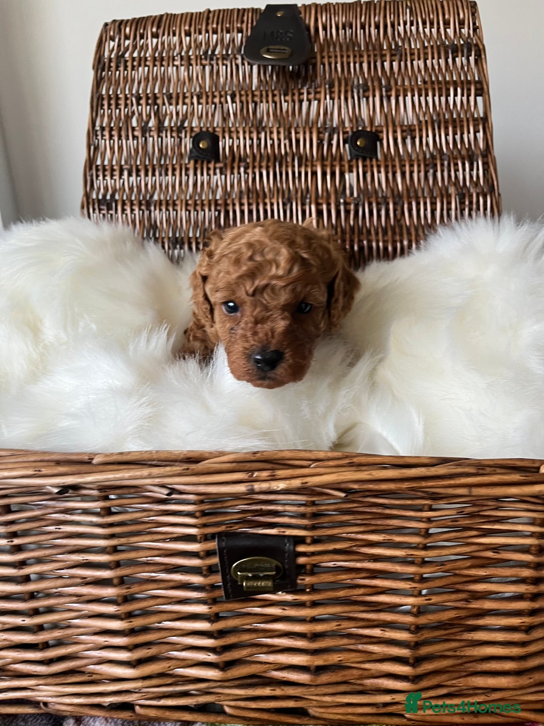 Toy Poodle dogs for sale: ***Stunning fox red Toy Poodle puppies*** - Advert 10