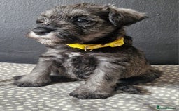 Miniature Schnauzer dogs for sale: Curious, playful and loving litter KC pups ❤️ - Image 4
