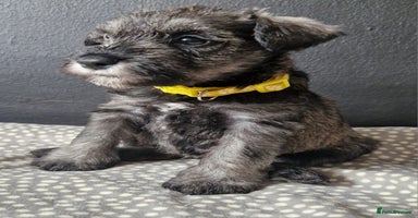 Miniature Schnauzer dogs - Advert 16