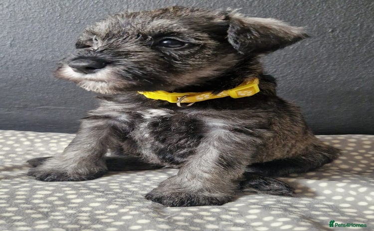 Miniature Schnauzer dogs - Advert 2