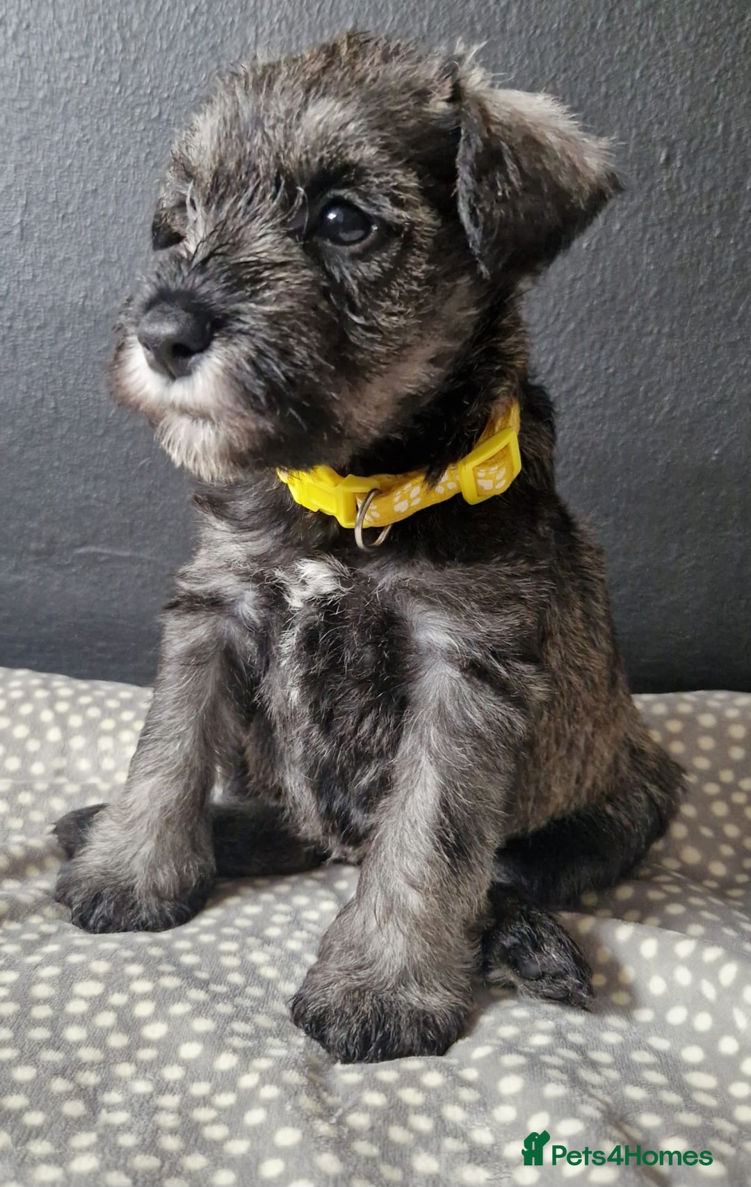 Miniature Schnauzer dogs for sale: Curious, playful and loving litter KC pups ❤️ - Image 4