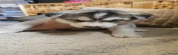 Siberian Husky dogs for sale: Siberian husky pups - Advert 10