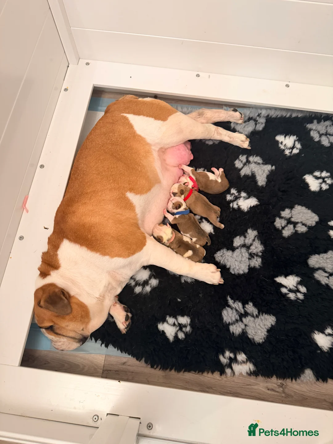 English Bulldog dogs for sale: English bulldogs male / female  - Advert 10