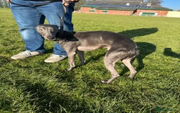 Whippet dogs for stud: Blue male whippet for stud  in Wingate - Image 4