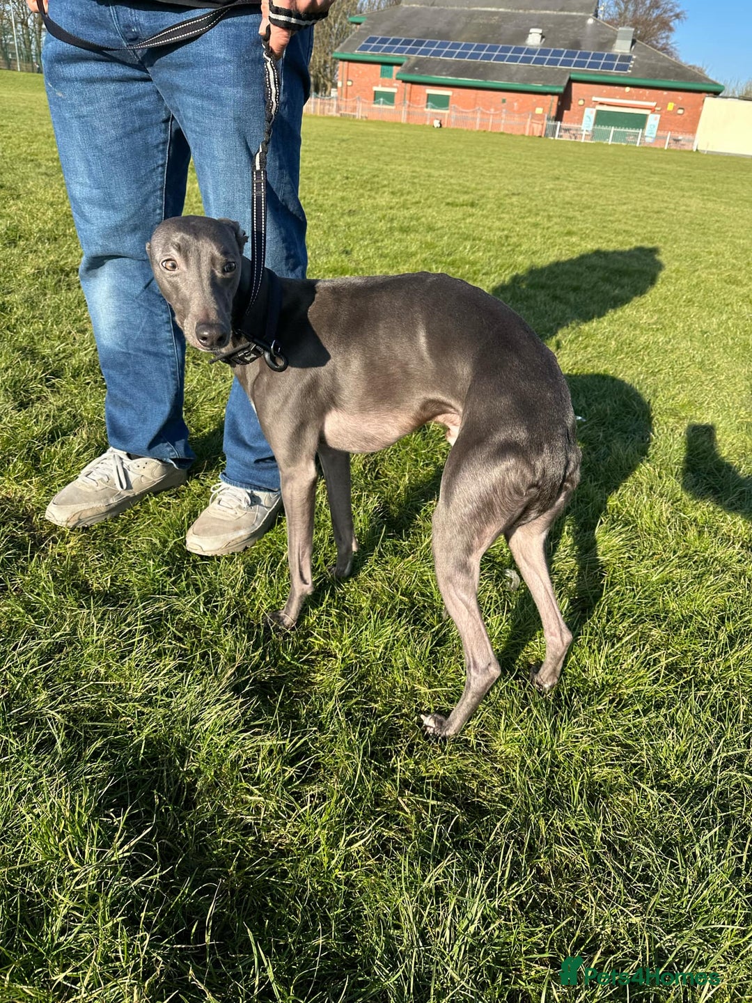 Whippet dogs for stud: Blue male whippet for stud  in Wingate - Image 4