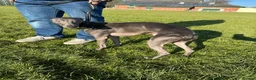 Whippet dogs for stud: Blue male whippet for stud  in Wingate - Advert 4