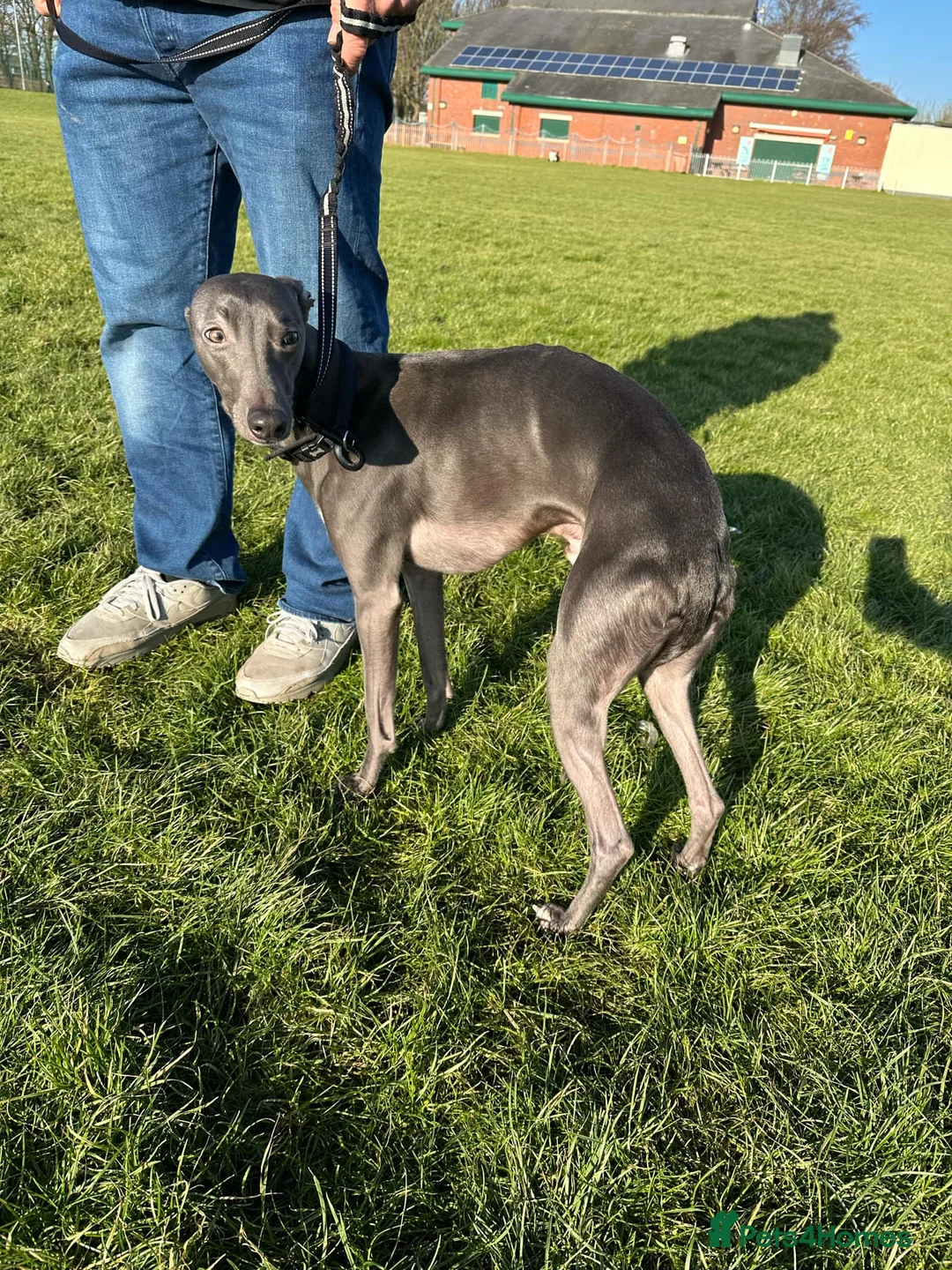 Whippet dogs for stud: Blue male whippet for stud  in Wingate - Advert 4