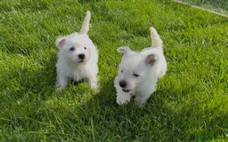 West Highland Terrier dogs for sale: West Highland Terriers show bloodlines - Image 13