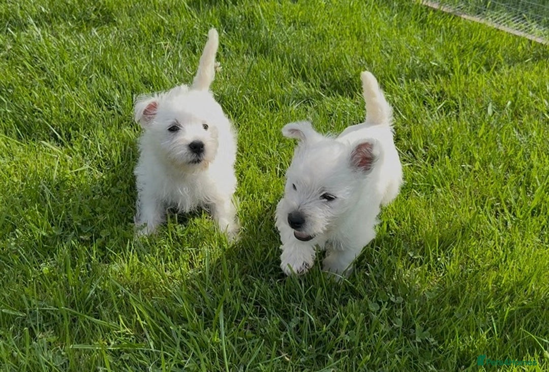 West Highland Terrier dogs for sale: West Highland Terriers show bloodlines - Image 13