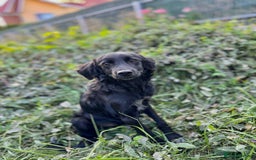 Mixed Breed dogs for adoption: Spider for adoption - Image 5