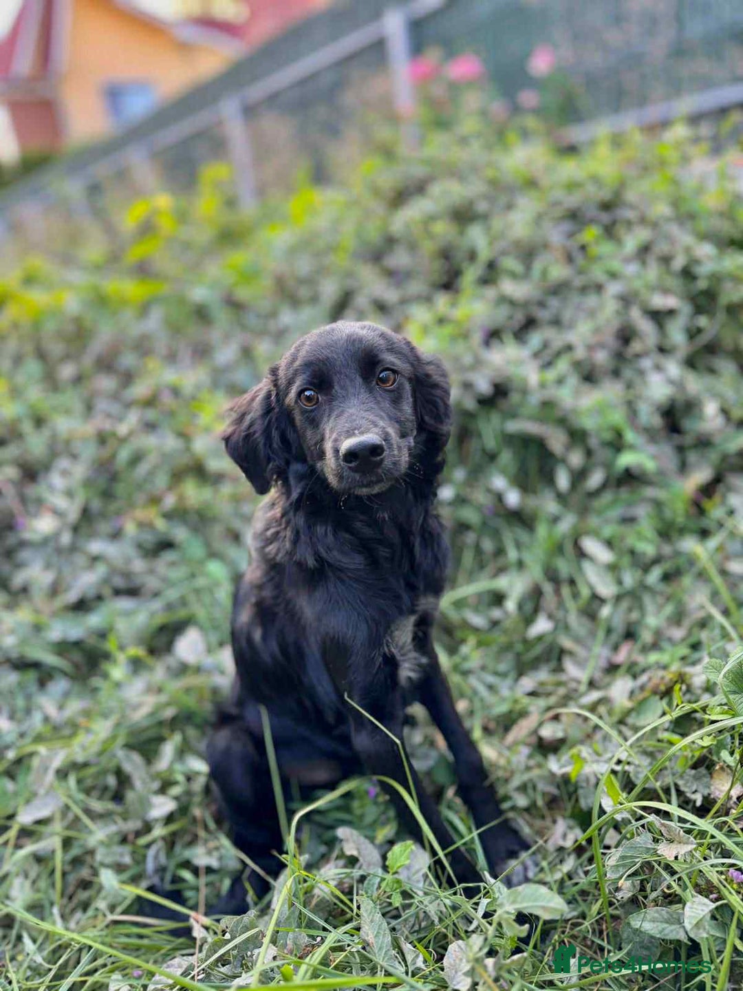 Mixed Breed dogs for adoption: Spider for adoption - Image 5